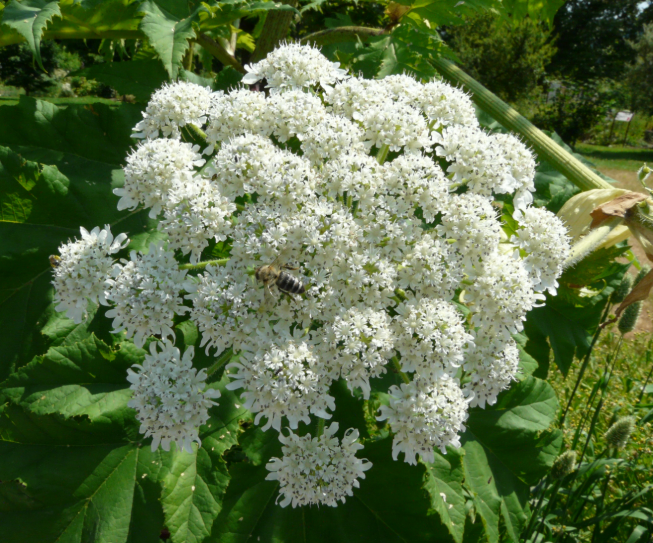  Heracleum Mantegazzianum